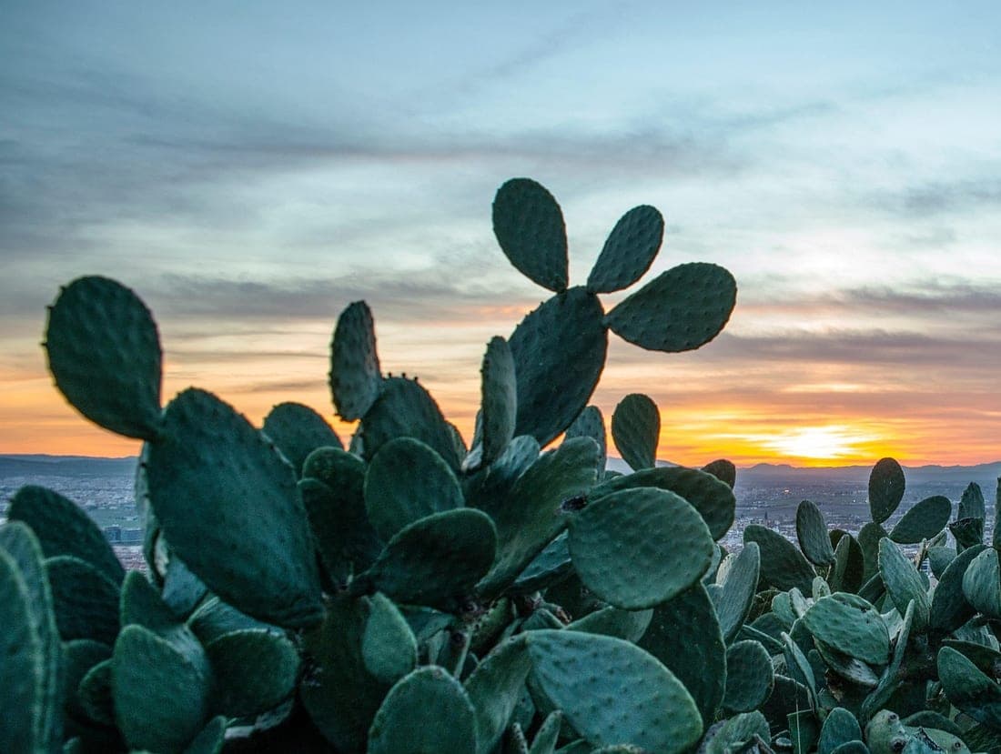 Cactus silhouetted against a burning desert sunset over a distant valley