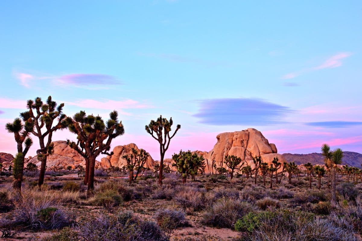 Joshua trees and granite boulders in the Joshua Tree desert beneath a pink and blue twilight sky
