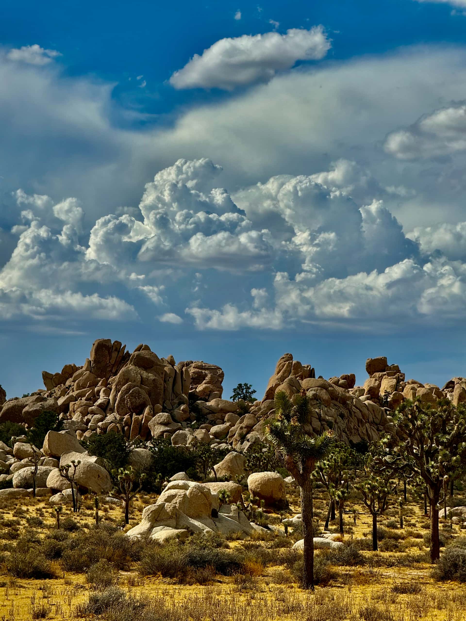 Joshua trees growing among a jumble of rounded granite boulders under a towering cloud in Joshua Tree National Park