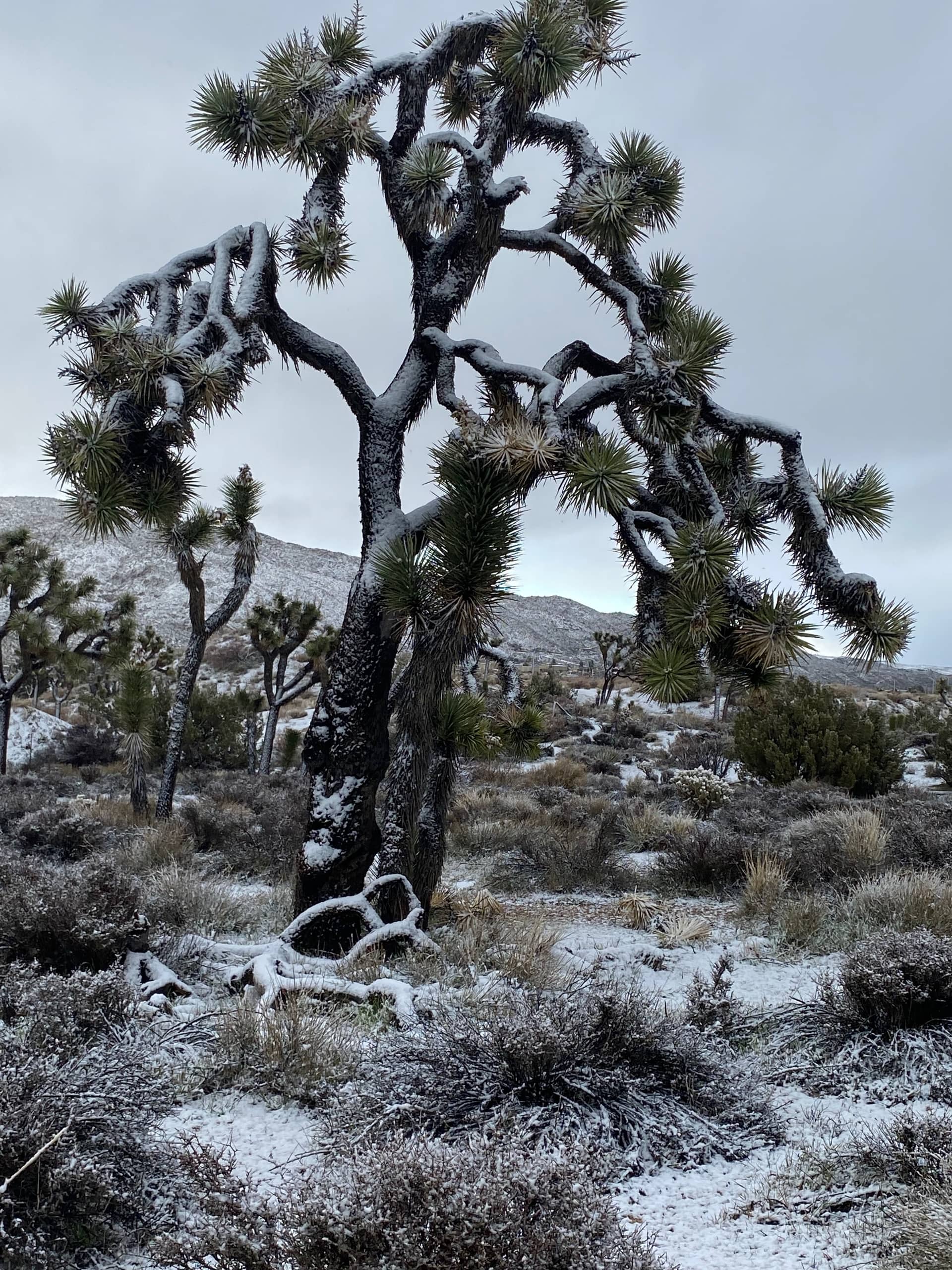A Joshua tree dusted with snow, with snow-covered ground and hills in the high desert